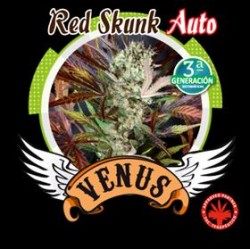 RED SKUNK AUTO* VENUS GENETICS 5 SEMI FEM