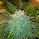 AUTO BUBBLELICIOUS * NIRVANA FEMINIZED 5 SEMI FEM