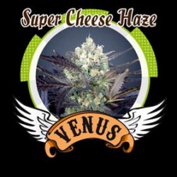 SUPER CHEESE HAZE* VENUS GENETICS 3 SEMI FEM