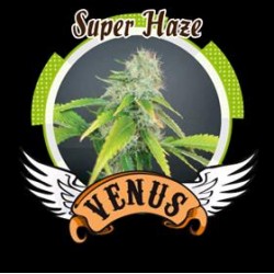 SUPER HAZE* VENUS GENETICS 3 SEMI FEM