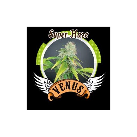 SUPER HAZE* VENUS GENETICS 3 SEMI FEM