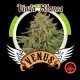 VIUDA BLANCA * VENUS GENETICS 3 SEMI FEM