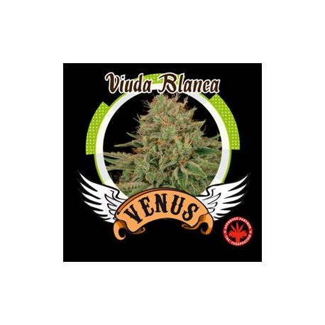 VIUDA BLANCA * VENUS GENETICS 3 SEMI FEM