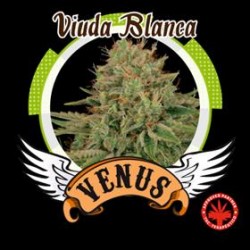 VIUDA BLANCA * VENUS GENETICS 1 SEME FEM