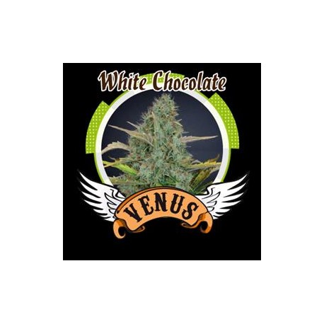 WHITE CHOCOLATE * VENUS GENETICS 3 SEMI FEM