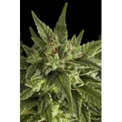 FRUIT AUTOMATICA * DINAFEM SEEDS 3 SEMI FEM