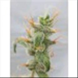 DIESEL RYDER AUTO * SEEDSMAN 5 SEMI FEM 