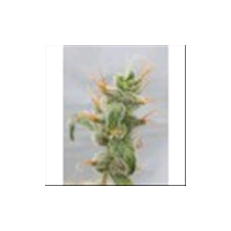 DIESEL RYDER AUTO * SEEDSMAN 5 SEMI FEM 