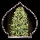 AUTO CALIFORINIA KUSH * 00SEEDS 5 SEMI FEM