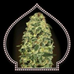 AUTO CALIFORINIA KUSH * 00SEEDS 5 SEMI FEM