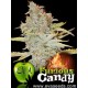 FURIOUS CANDY* EVA FEMALE SEEDS 6 SEMI FEM 