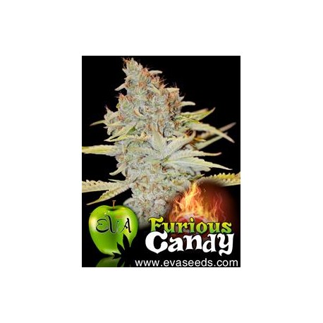 FURIOUS CANDY* EVA FEMALE SEEDS 6 SEMI FEM 