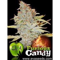 FURIOUS CANDY* EVA FEMALE SEEDS 9 SEMI FEM 