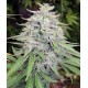 BANGI HAZE * ACE SEEDS 1 SEME FEM