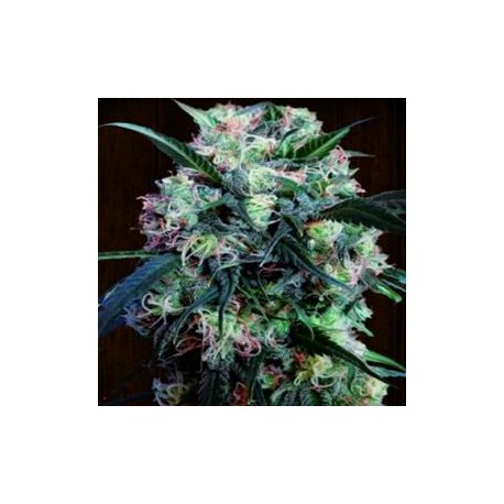 KALI CHINA * ACE SEEDS 1 SEME FEM