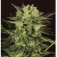 AUTO MK ULTRA KUSH * T.H.SEEDS 2 SEMI FEM