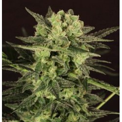 AUTO MK ULTRA KUSH * T.H.SEEDS 2 SEMI FEM