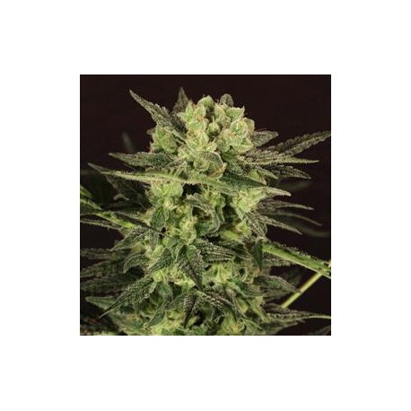 AUTO MK ULTRA KUSH * T.H.SEEDS 2 SEMI FEM