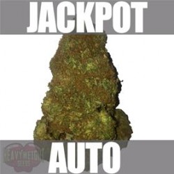 JACKPOT AUTO * HEAVYWEIGHT SEEDS 3 SEMI FEM