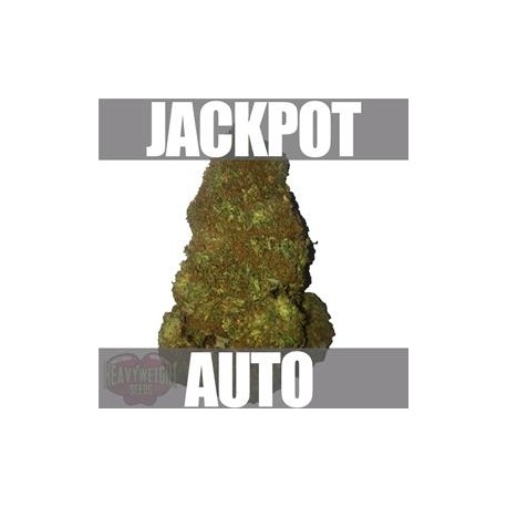 JACKPOT AUTO * HEAVYWEIGHT SEEDS 3 SEMI FEM