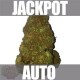 JACKPOT AUTO * HEAVYWEIGHT SEEDS 5 SEMI FEM