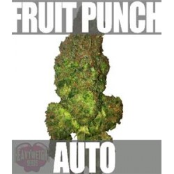 FRUIT PUNCH AUTO * HEAVYWEIGHT SEEDS 10 SEMI FEM