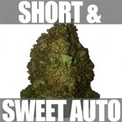 SHORT & SWEET AUTO* HEAVYWEIGHT SEEDS 3 SEMI FEM