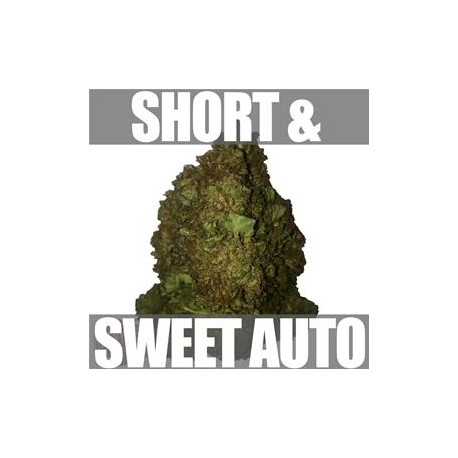 SHORT & SWEET AUTO* HEAVYWEIGHT SEEDS 3 SEMI FEM