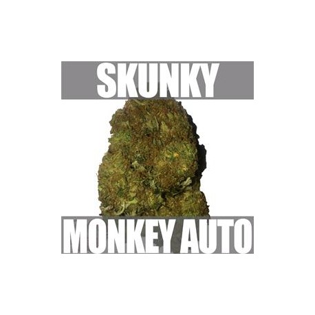 SKUNKY MONKEY AUTO * HEAVYWEIGHT SEEDS 3 SEMI FEM