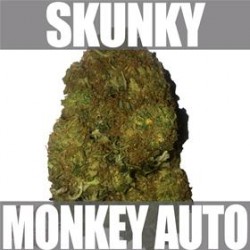 SKUNKY MONKEY AUTO * HEAVYWEIGHT SEEDS 5 SEMI FEM