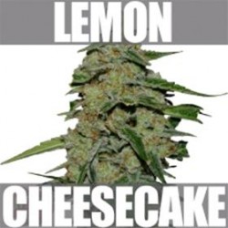 LEMON CAKE* HEAVYWEIGHT SEEDS 3 SEMI FEM