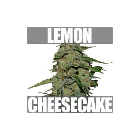 LEMON CAKE* HEAVYWEIGHT SEEDS 3 SEMI FEM