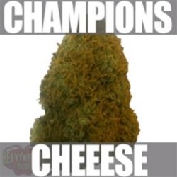 CHAMPIONS * HEAVYWEIGHT SEEDS 3 SEMI FEM