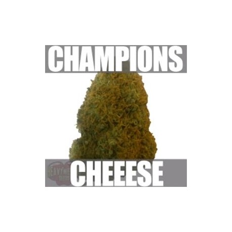 CHAMPIONS * HEAVYWEIGHT SEEDS 3 SEMI FEM