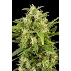 CRITICAL + AUTOMATIC * DINAFEM SEEDS 1 SEME FEM 