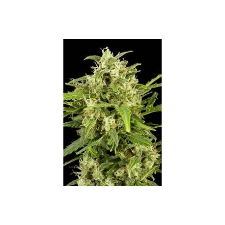 CRITICAL + AUTOMATIC * DINAFEM SEEDS 1 SEME FEM 