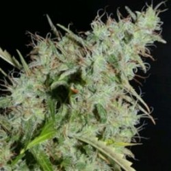 NLX AUTO REGOLARE * HELVETIC SEEDS 5 SEMI REG