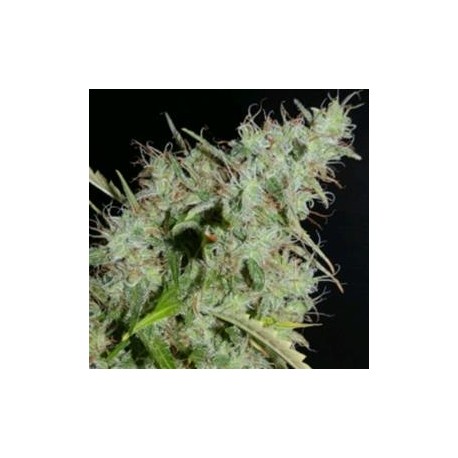 NLX AUTO REGOLARE * HELVETIC SEEDS 10 SEMI REG