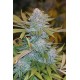 CHOCOLATE MINT OG *HUMBOLDT SEEDS 3 SEMI FEM