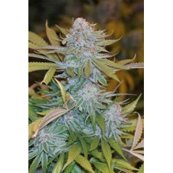 CHOCOLATE MINT OG *HUMBOLDT SEEDS 3 SEMI FEM