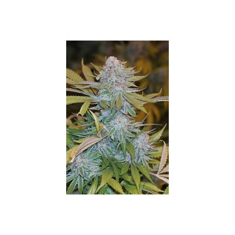 CHOCOLATE MINT OG *HUMBOLDT SEEDS 3 SEMI FEM