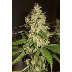 RASPBERRY DIESEL *HUMBOLDT SEEDS 3 SEMI FEM