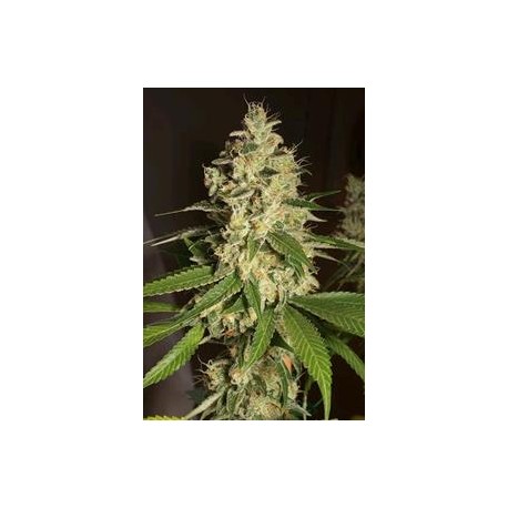 RASPBERRY DIESEL *HUMBOLDT SEEDS 3 SEMI FEM