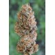 BUBBA?S GIFT *HUMBOLDT SEEDS 5 SEMI FEM