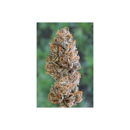 BUBBA?S GIFT *HUMBOLDT SEEDS 5 SEMI FEM