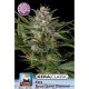 KERA ROYAL QUEEN DIAMOND * KERA SEEDS CLASSIC 5 SEMI FEM