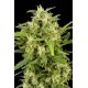 CRITICAL + AUTOMATIC * DINAFEM SEEDS 10 SEMI FEM 