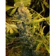 DAWG STAR * T.H.SEEDS 2 SEMI FEM 