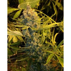 DAWG STAR * T.H.SEEDS 2 SEMI FEM 