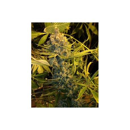 DAWG STAR * T.H.SEEDS 2 SEMI FEM 